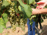 Where is Chardonnay Made in NZ?