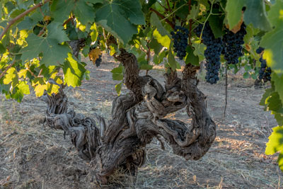 vines, st hallett