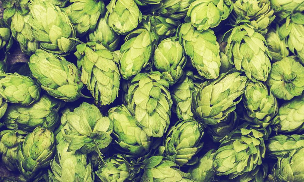ipa-vs-apa-down-to-the-letter-toast