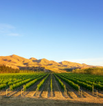 New Zealand Wine Tour: Waipara Valley